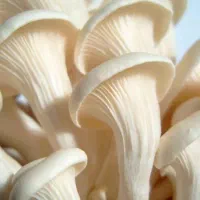 آموزش پرورش قارچ خوراکی (دکمهای و صدفی)|خدمات آموزشی|بیرجند, |دیوار