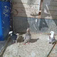 کبوتر|پرنده|فسا, |دیوار