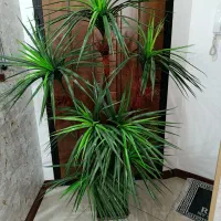 نخل یوکا مصنوعی