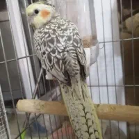 عر. وس هلندی گمشده