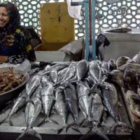 ماهی و میگو تازه بوشهر در تهران|خوردنی و آشامیدنی|تهران, حصار بوعلی|دیوار