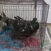 فروش کبوتر آلمانی|پرنده|دابودشت, |دیوار