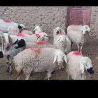 تعدادمیش وچبوش بزغاله ماده قیمت3550|حیوانات مزرعه|گزیک, |دیوار