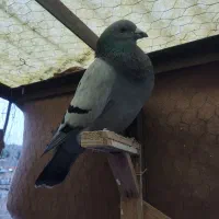 کفتر رنگه طوقی دم سفید  کله