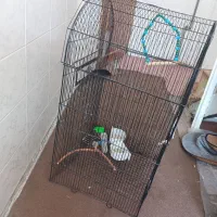 مرغ عشق با قفسه