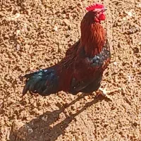 خروس محلی|حیوانات مزرعه|شیروان (خراسان), |دیوار