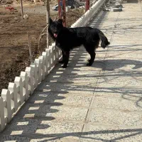 سگ ژرمن بلک|سگ|کرج, کیانمهر|دیوار