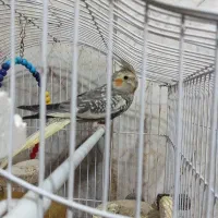 عروس ماده معاوضه