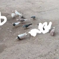 تعدادی کفترسالم