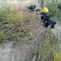 بادام دیم دوساله|خدمات باغبانی و درختکاری|پاکدشت, پاکدشت (مامازند)|دیوار