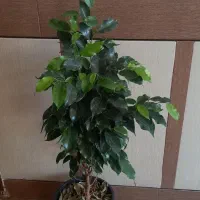 فروش انواع گلهای آپارتمانی|گل و گیاه طبیعی|داراب, |دیوار