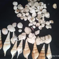 صدف زیبای دریا