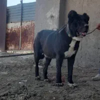 سگ سرابی همه چی تموم