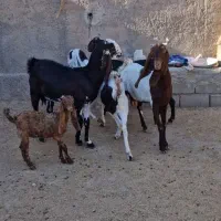 چهار راس،بز پاکستانی ۳تا ابست یکی بزغاله دار