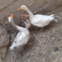 فروش غوغاز2تاماده ویه دونه نر