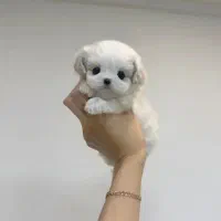 پشمک خان سگ عروسکی فنحونی فسقلی خوشگل