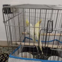 یک جفت عروس هلندی لوتینو صددرصد مولد تضمینی 4 تخم|پرنده|بومهن, |دیوار