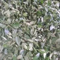خری دار برگ سبز چای تسویه درب کارگاه|خدمات باغبانی و درختکاری|لاهیجان, شقایق|دیوار