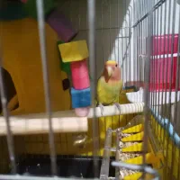 طوطی برزیلی رام رام با قفس و وسایل|پرنده|بومهن, |دیوار