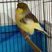 قناری گلاستر نر و ماده