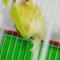 قناری نر فر