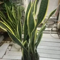 گیاه سانسوریا لب طلایی