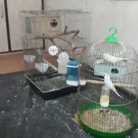 مرغ عشق وعروس هلندی