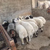 30 راس بره قویینی|حیوانات مزرعه|اصفهان, سرشبادران|دیوار