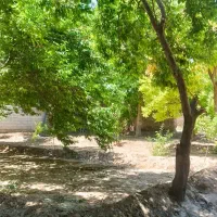 باغ با درختان گردو