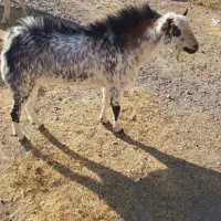 باعرض سلام یکساله نر