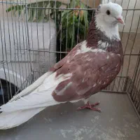 شازده هما اطلسی