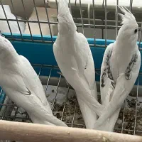 فروش عروس هلندی دوکت و ابلغ