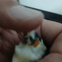 سهره چونه سفیدجوجه قفس|پرنده|فردیس, شهرک شهید حسینی|دیوار