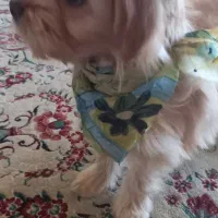 سگ شیتزو پامر|سگ|تبریز, |دیوار