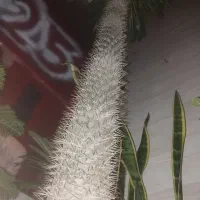نخل ماداگاسکار ۱۰ ساله