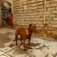 توله سگ پیت بول