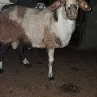 بره قوچ یک ساله پلنگی