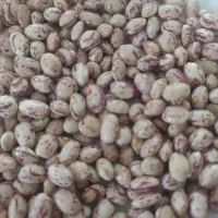 لوبیا چیتی بذری
