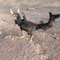 جوجه لاری و مرغ خروس مولد اصل|حیوانات مزرعه|نیشابور, دربقاضی|دیوار