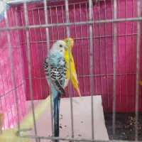 مرغ عشق رنگی خوشکل،نروماده،جوان،ماده زرد نرآبی|پرنده|رشت, سلیمانداراب|دیوار