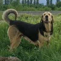 ماده عراقی قد ۸۰بالا سه ساله  به شرط زایمان