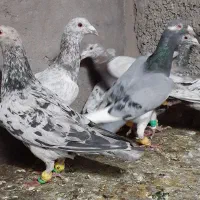 کبوترفروشی