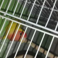 کوتوله نر|پرنده|زهک, |دیوار
