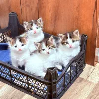 گربه دو ماهه