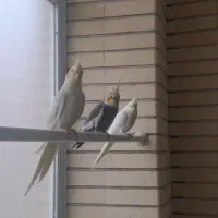 عروس هلندی بالغ و دستی|پرنده|شاهین‌شهر, خبرنگار|دیوار