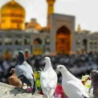 تور مشهد ویژه شهریور
