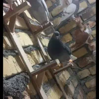 کبوتردم سفیدکاکلی