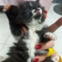 واگذاری دو بچه گربه نر  دی ال اس|گربه|اصفهان, مصلی|دیوار