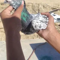 کبوتر سرور هفت رنگ فیر گردویی