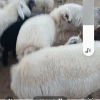 فروش ۴۰راس شیشک|حیوانات مزرعه|خرم بید, |دیوار